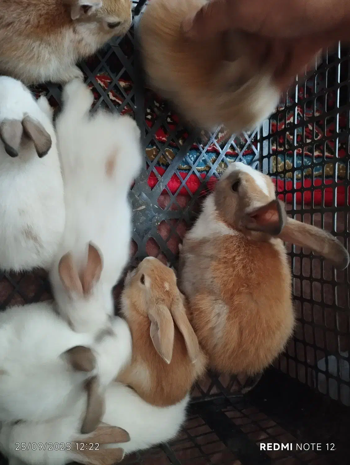 خرگوش|موش و خرگوش|قره چای, |دیوار