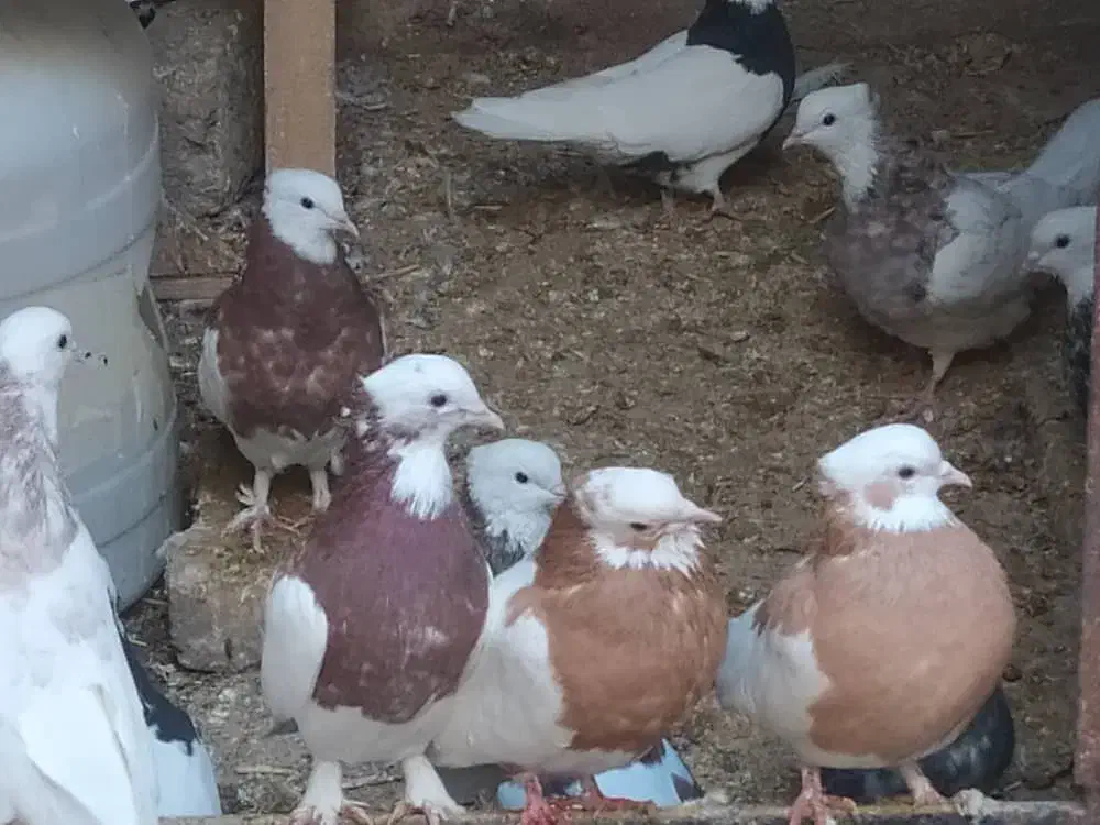 کبوتر طوقی|پرنده|شال, |دیوار