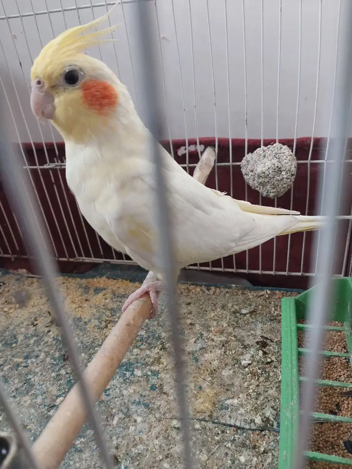 طوطی ماده|پرنده|بهبهان, |دیوار