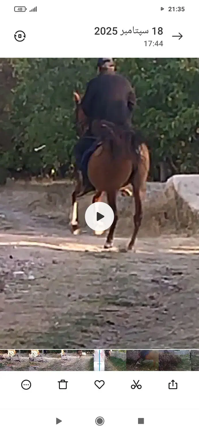 فروش مادیان کرد|اسب و تجهیزات اسبسواری|مشگین شهر, |دیوار