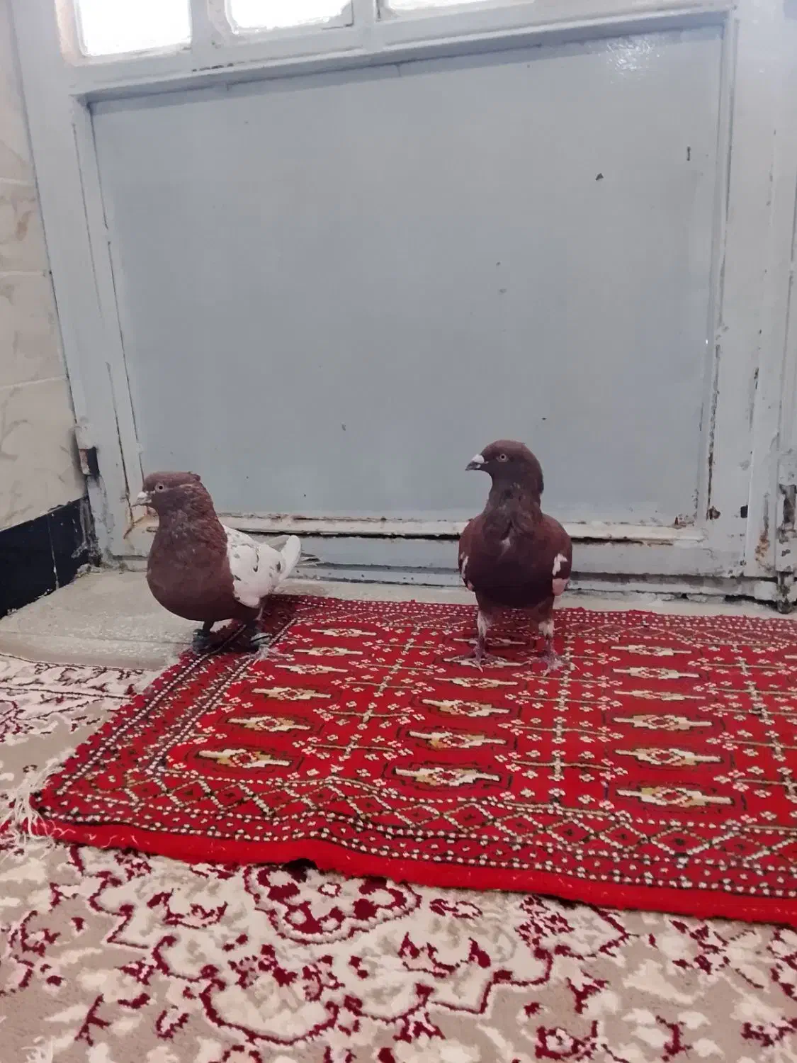 کفتر|پرنده|عطاملک, |دیوار