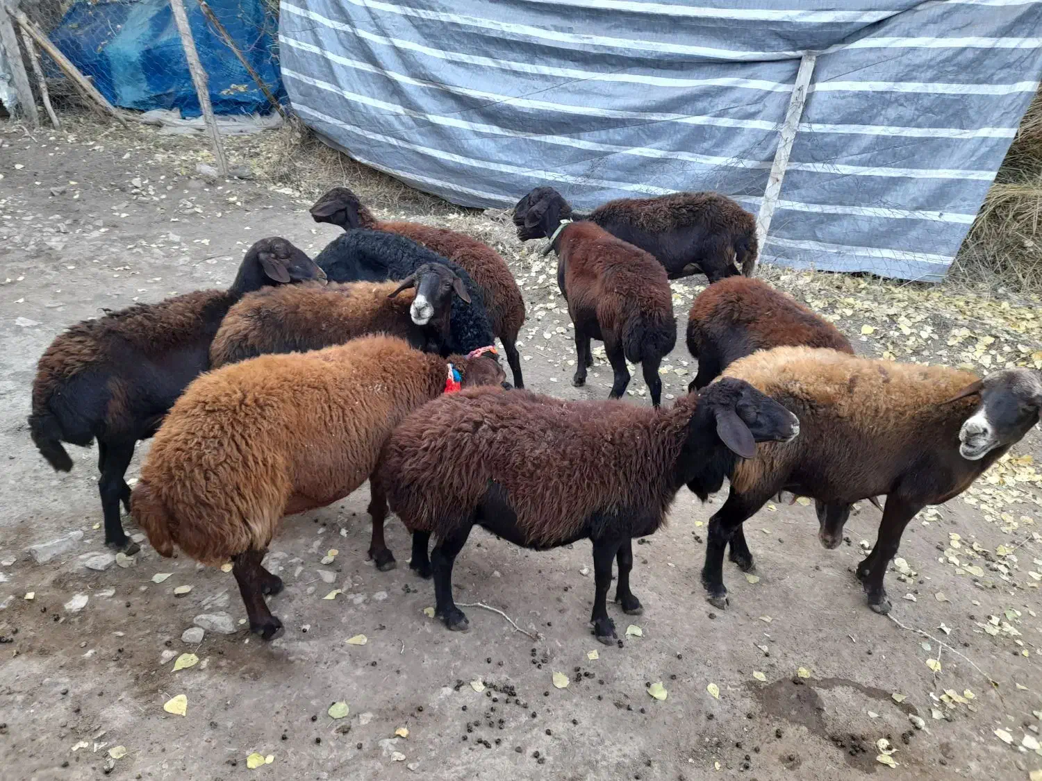 میش قزل|حیوانات مزرعه|خلخال, |دیوار