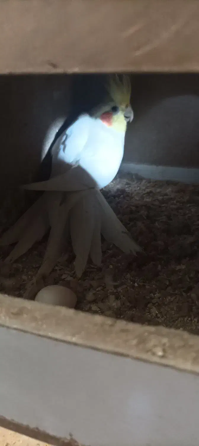 یه جفت عروس هلندی بالغ در حال تخم گذاری|پرنده|نگین شهر, |دیوار