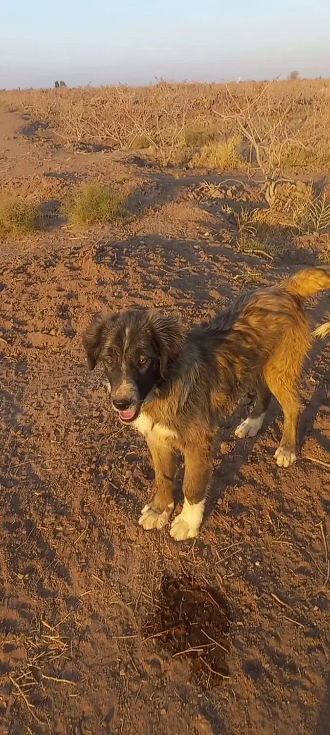 واگذاری سگ|سگ|رفسنجان, |دیوار