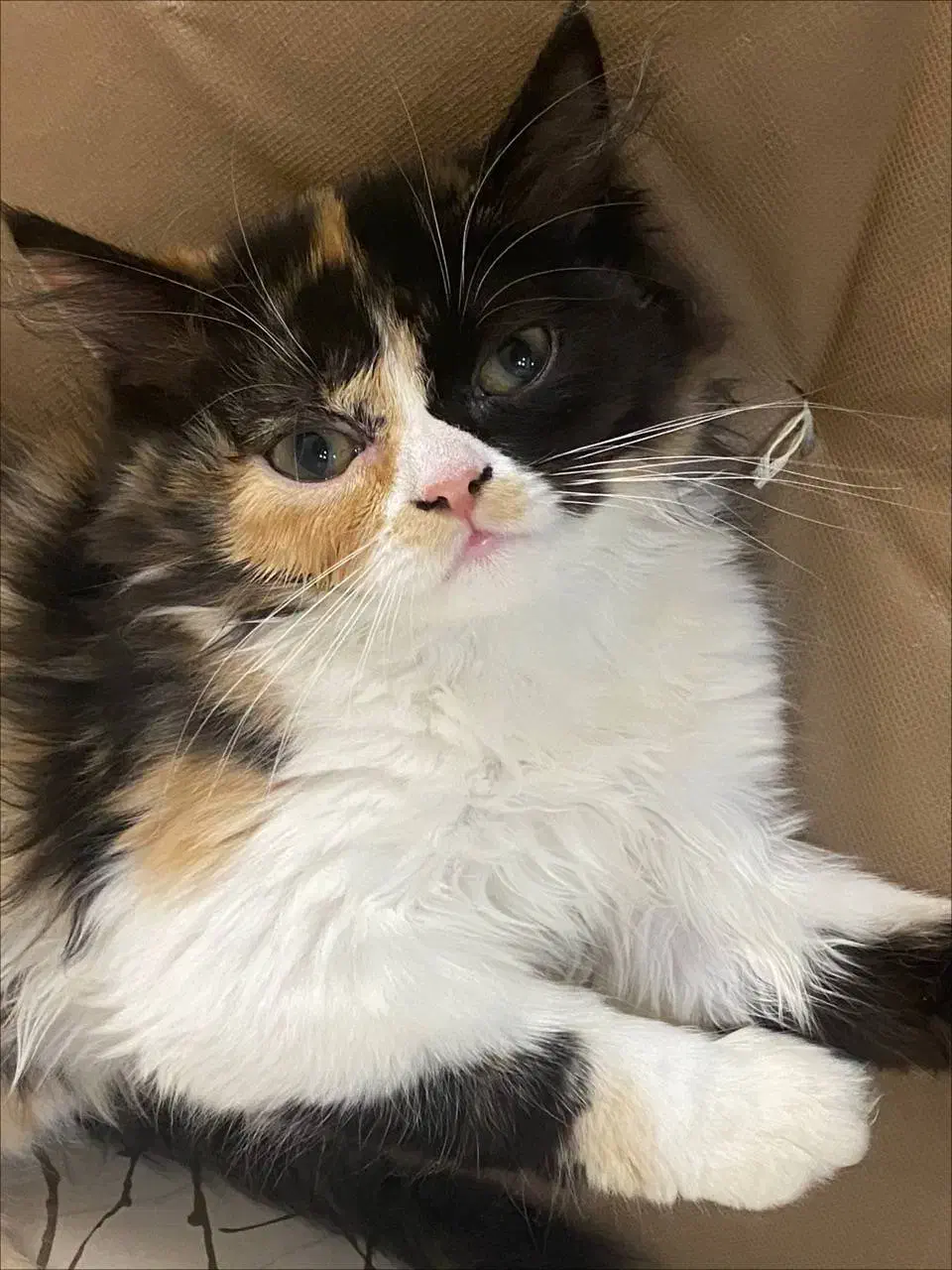 واگذاری پرشین های زیبا|گربه|اصفهان, سیچان|دیوار