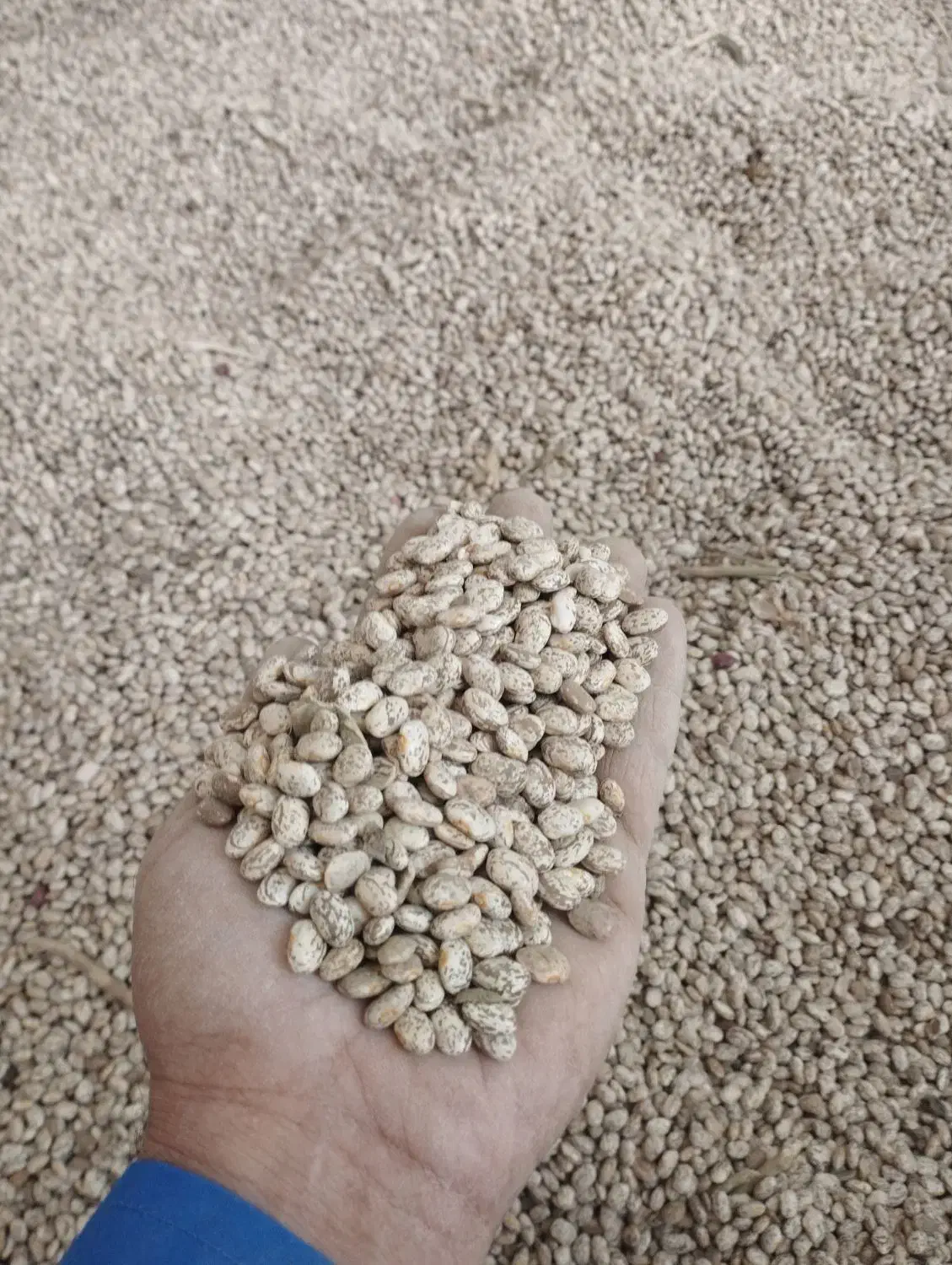 فروش لوبیا|عمدهفروشی|معمولان, |دیوار