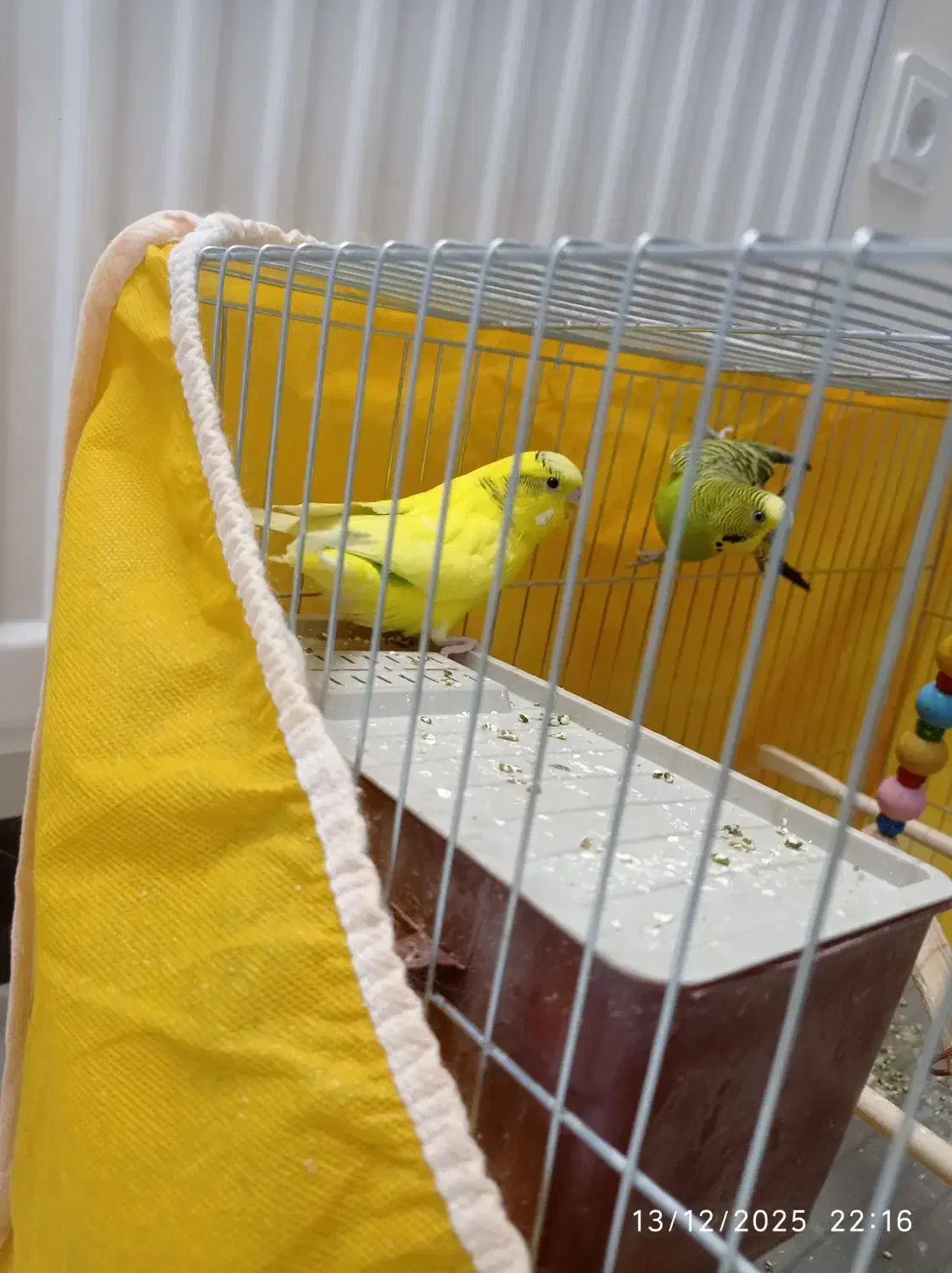 یک جفت مرغ عشق|پرنده|شاهینشهر, خانه کارگر|دیوار