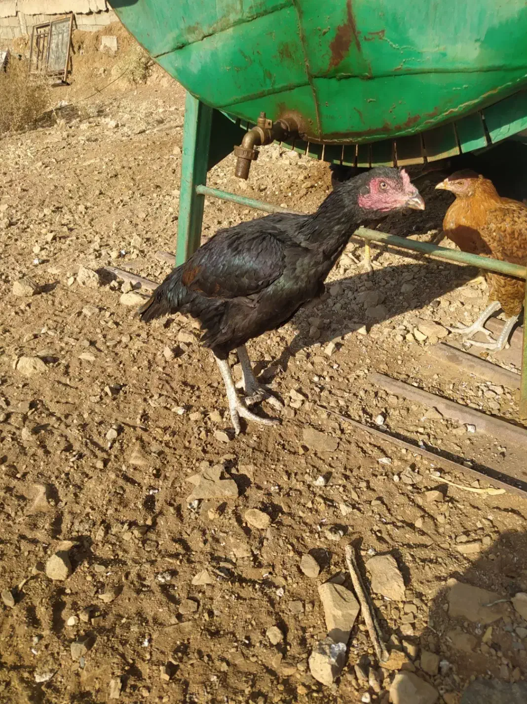 مرغ لاری|حیوانات مزرعه|سقز, |دیوار