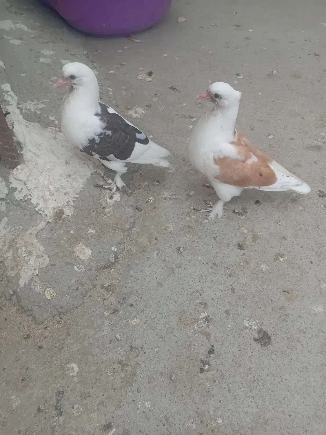 کبوترجوجه‌درجایی|پرنده|میناب, |دیوار