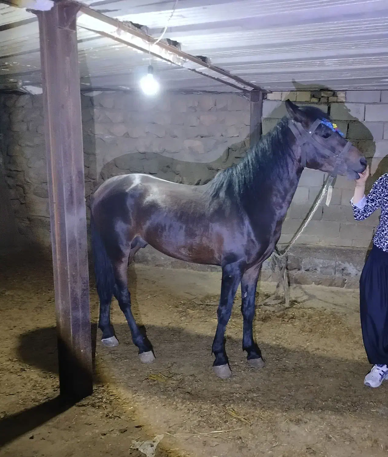 اسب|اسب و تجهیزات اسب‌سواری|شاهیوند, |دیوار