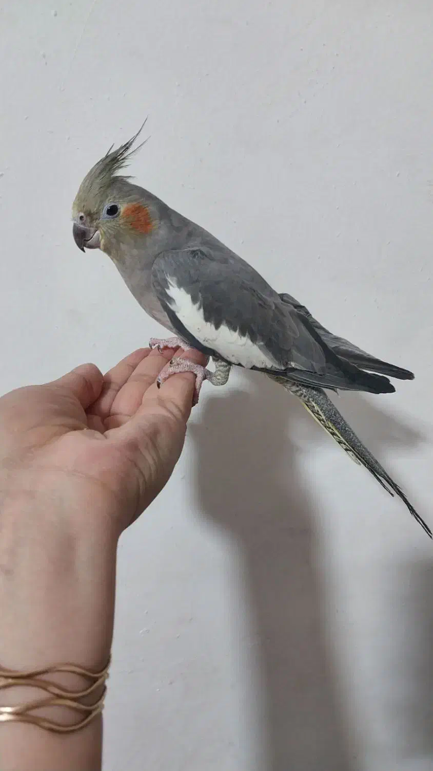 عروس هلندی|پرنده|الیگودرز, |دیوار