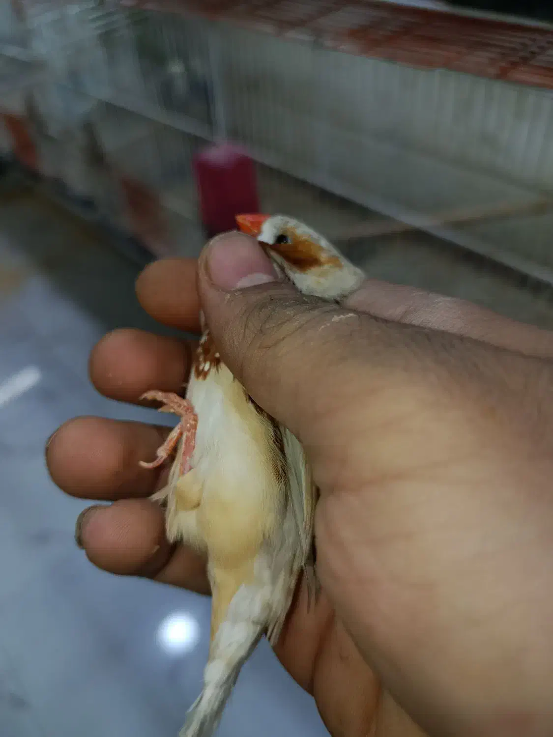 فمج انگلیسی|پرنده|بندرعباس, |دیوار