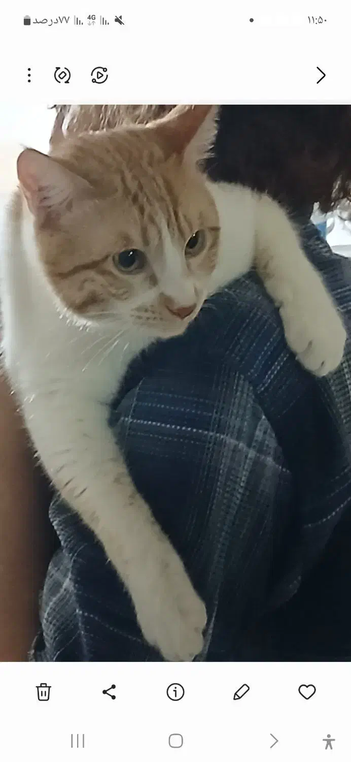 واگذاری|گربه|اسلامآباد غرب, |دیوار