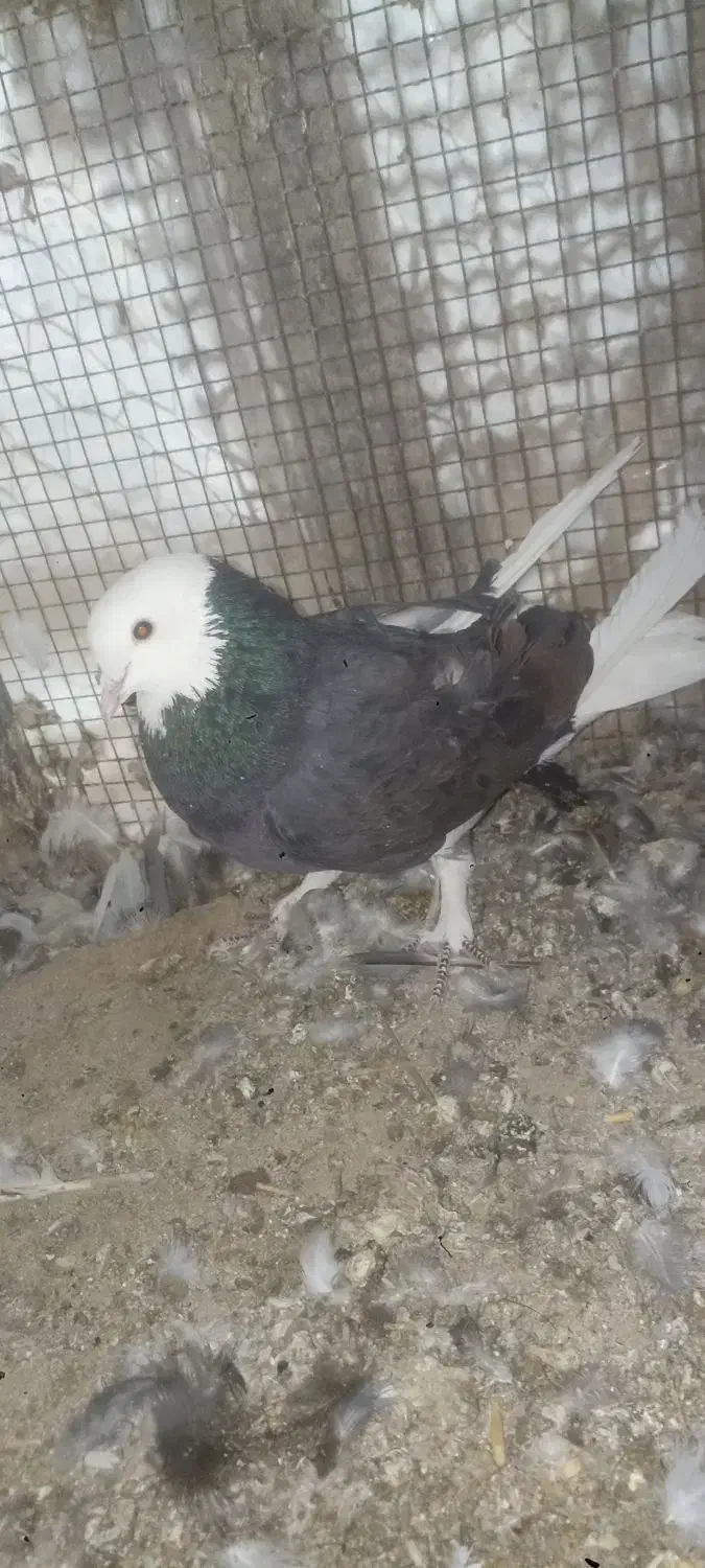 شازده نر|پرنده|بم, |دیوار