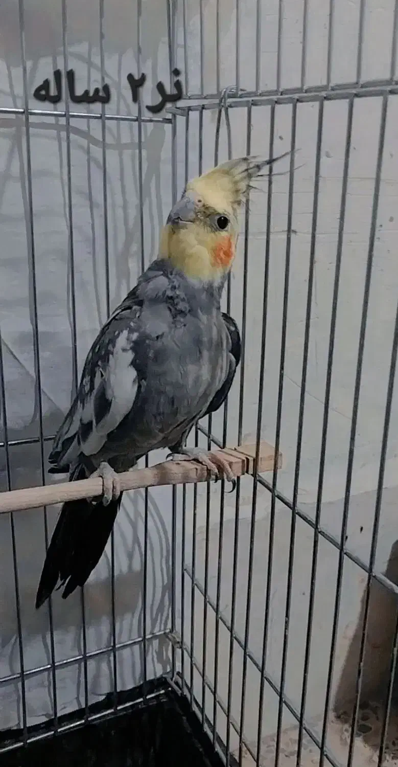 عروس هلندی|پرنده|پلدشت, |دیوار