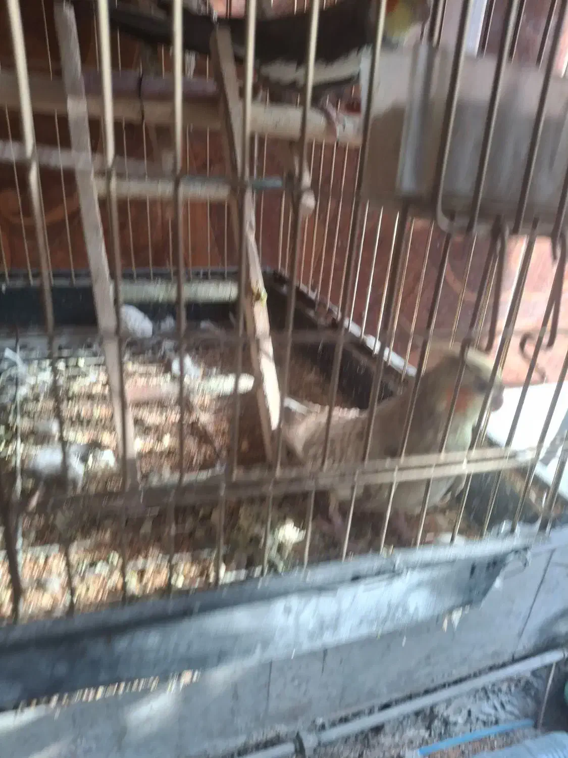 جفت  هستن|پرنده|ری, امین آباد|دیوار