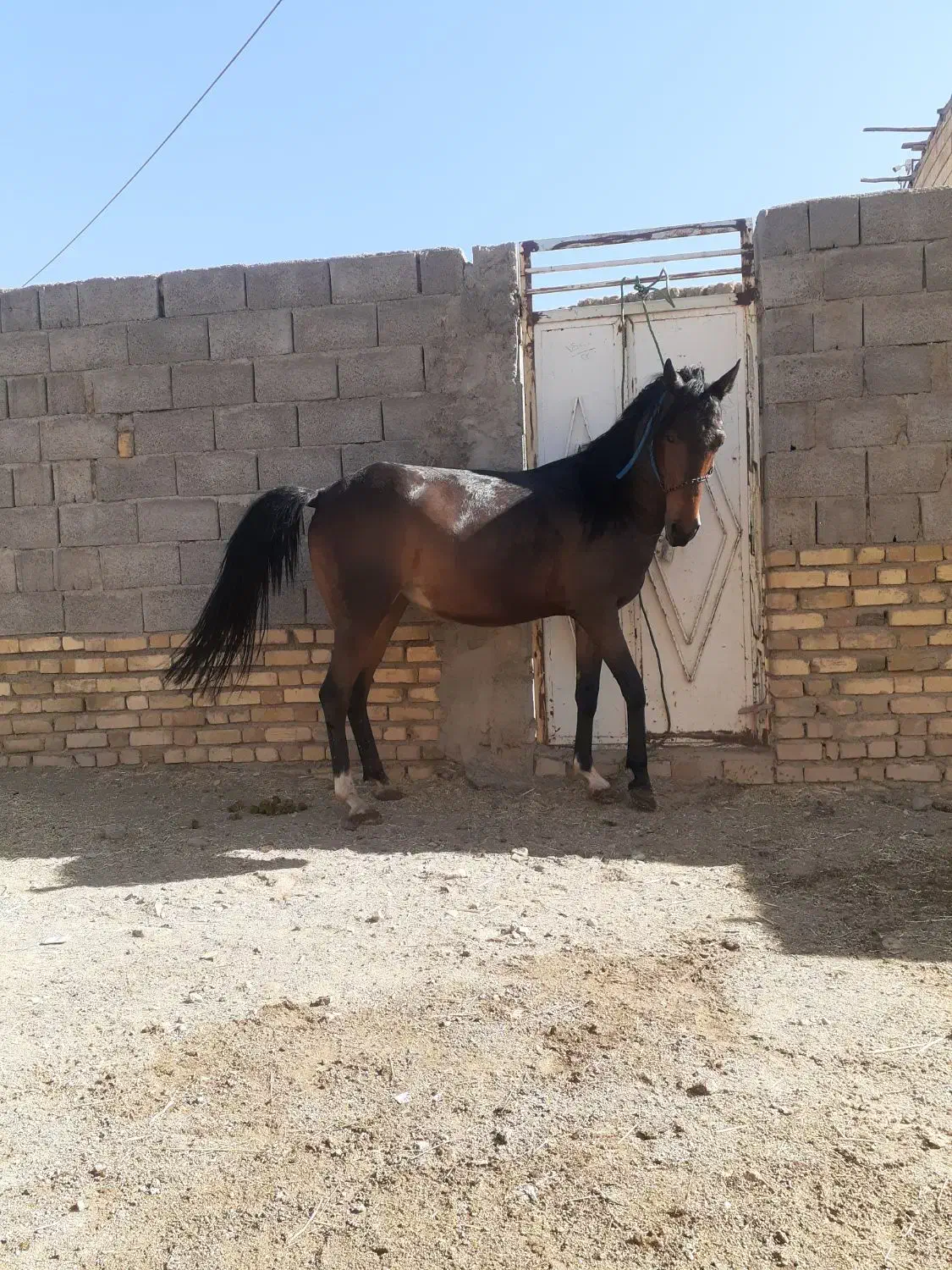 مادیان ۶ساله عرب|اسب و تجهیزات اسبسواری|زنجان, |دیوار