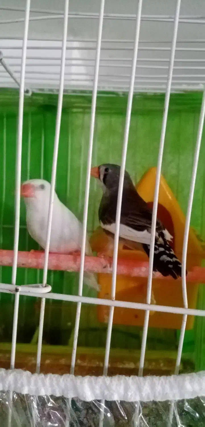 3عدد فنچ بالغ با قفس ولوازم|پرنده|مشهد, انقلاب|دیوار
