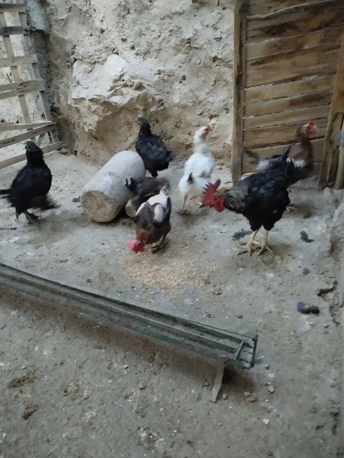 مرغ و خروس|حیوانات مزرعه|سیدان, |دیوار