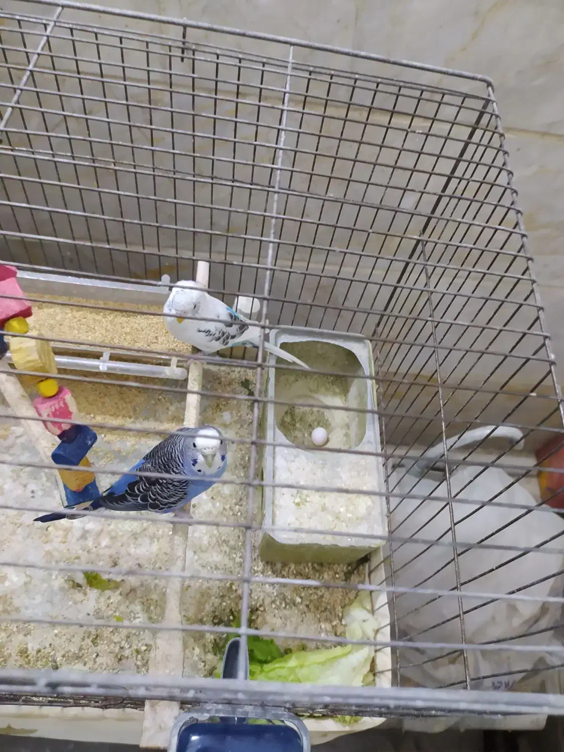 مرغ عشق مولد تضمینی و جوجه مرغ عشق|پرنده|کرج, گلدشت|دیوار