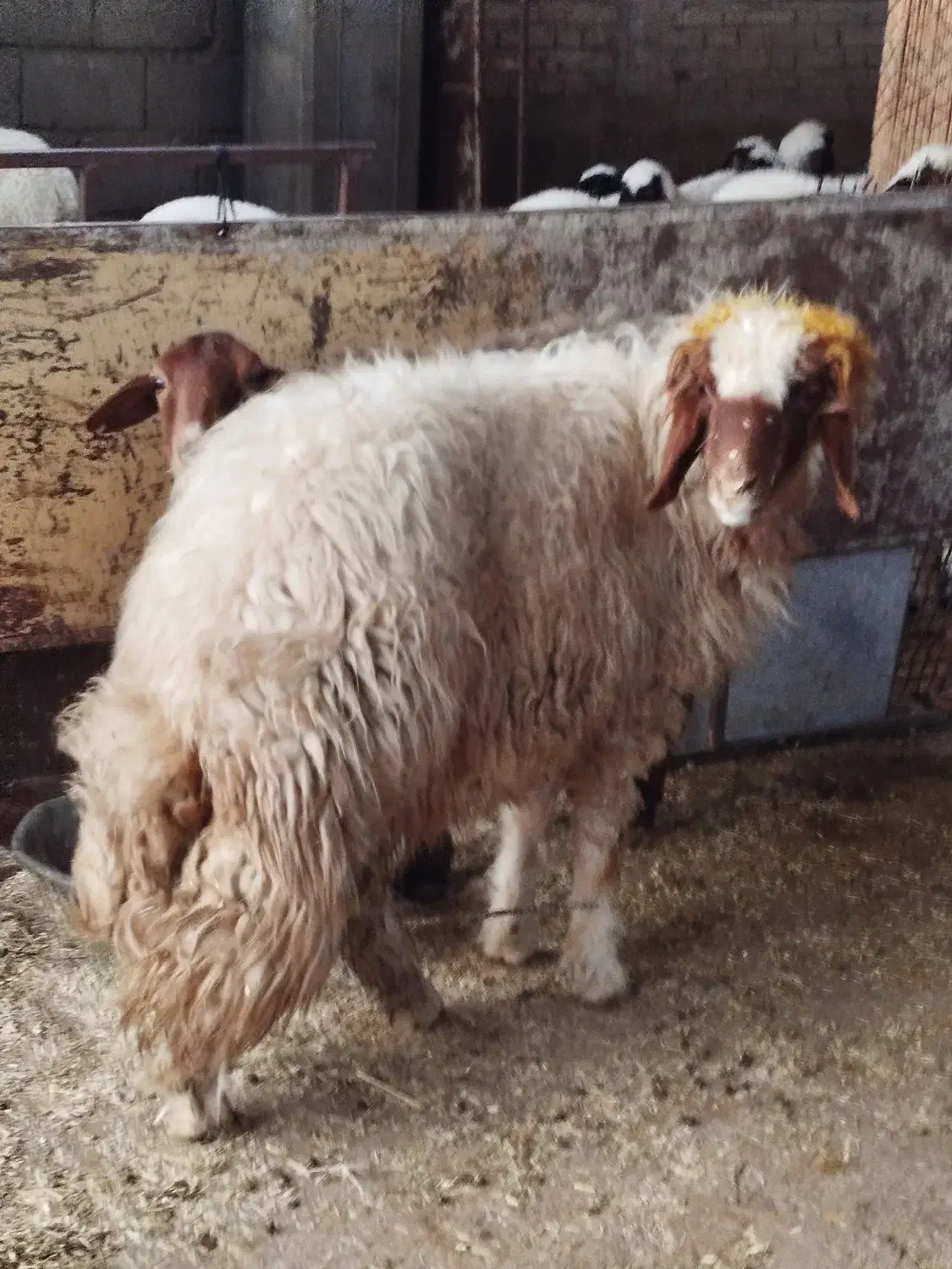 بره نر داشتی، 19تمن|حیوانات مزرعه|آبدانان, |دیوار