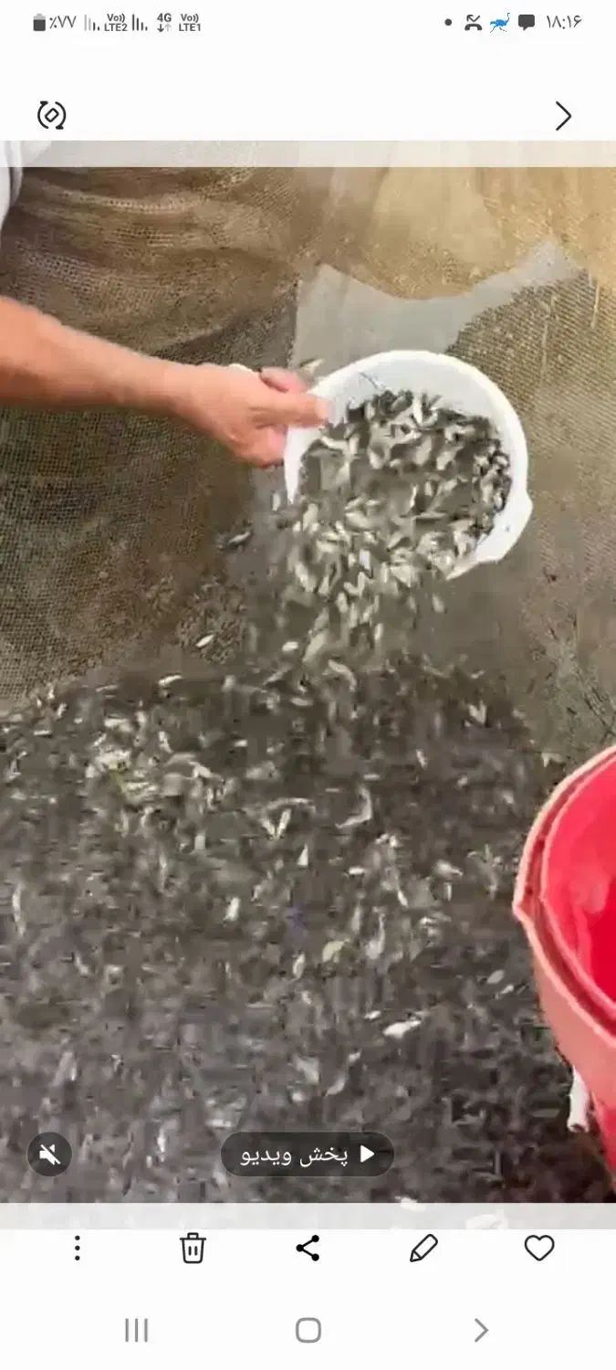 انواع بچه ماهی گرمابی|ماهی|رشت, لاکان|دیوار