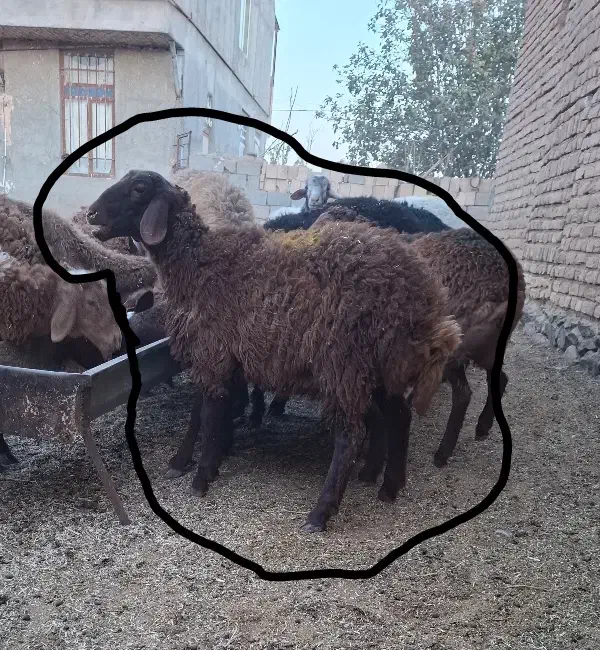 بره ماده هترو سه عدد|حیوانات مزرعه|جوین, |دیوار