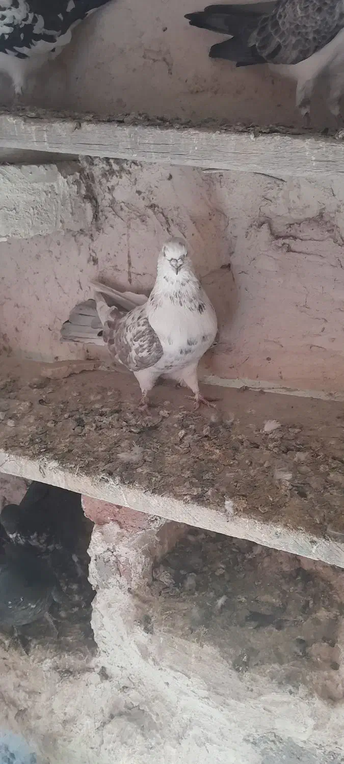 کبوتر رنگی|پرنده|ارشق, |دیوار