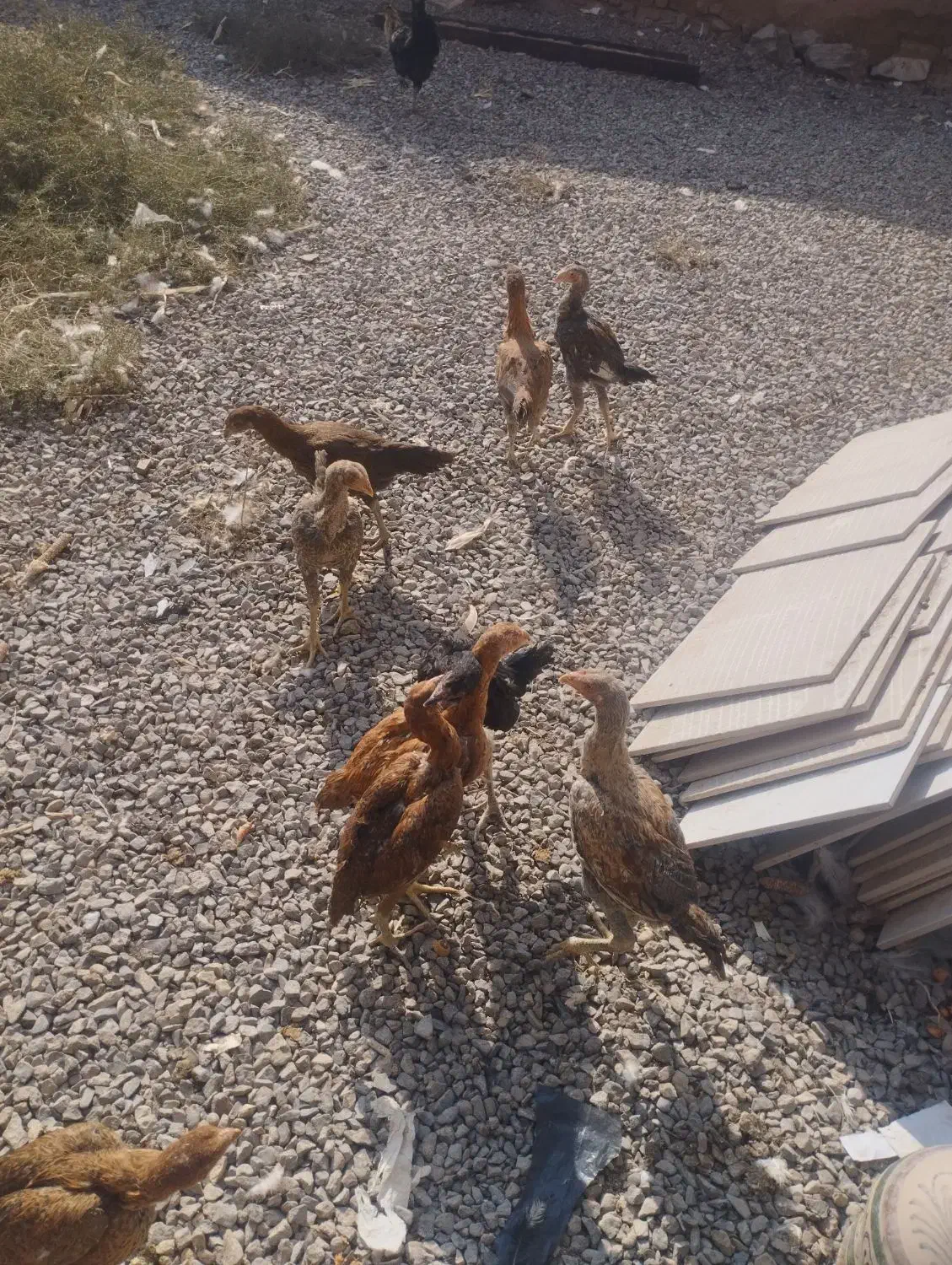 مرغ|حیوانات مزرعه|آران و بیدگل, |دیوار