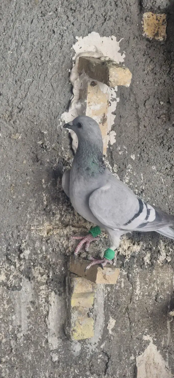 دوتا ماده سبز کرمونی هوایی قلدر|پرنده|تربت‌حیدریه, اندیشه|دیوار