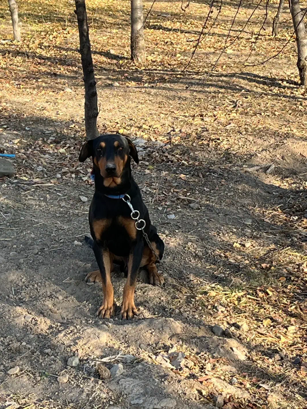 دوبرمن سگ|سگ|نیر (اردبیل), |دیوار