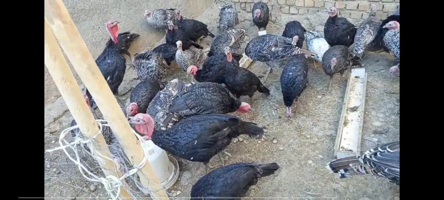 ۲۰ عدد بوقلمون ۲۰ عدد مرغ|حیوانات مزرعه|بروجرد, |دیوار