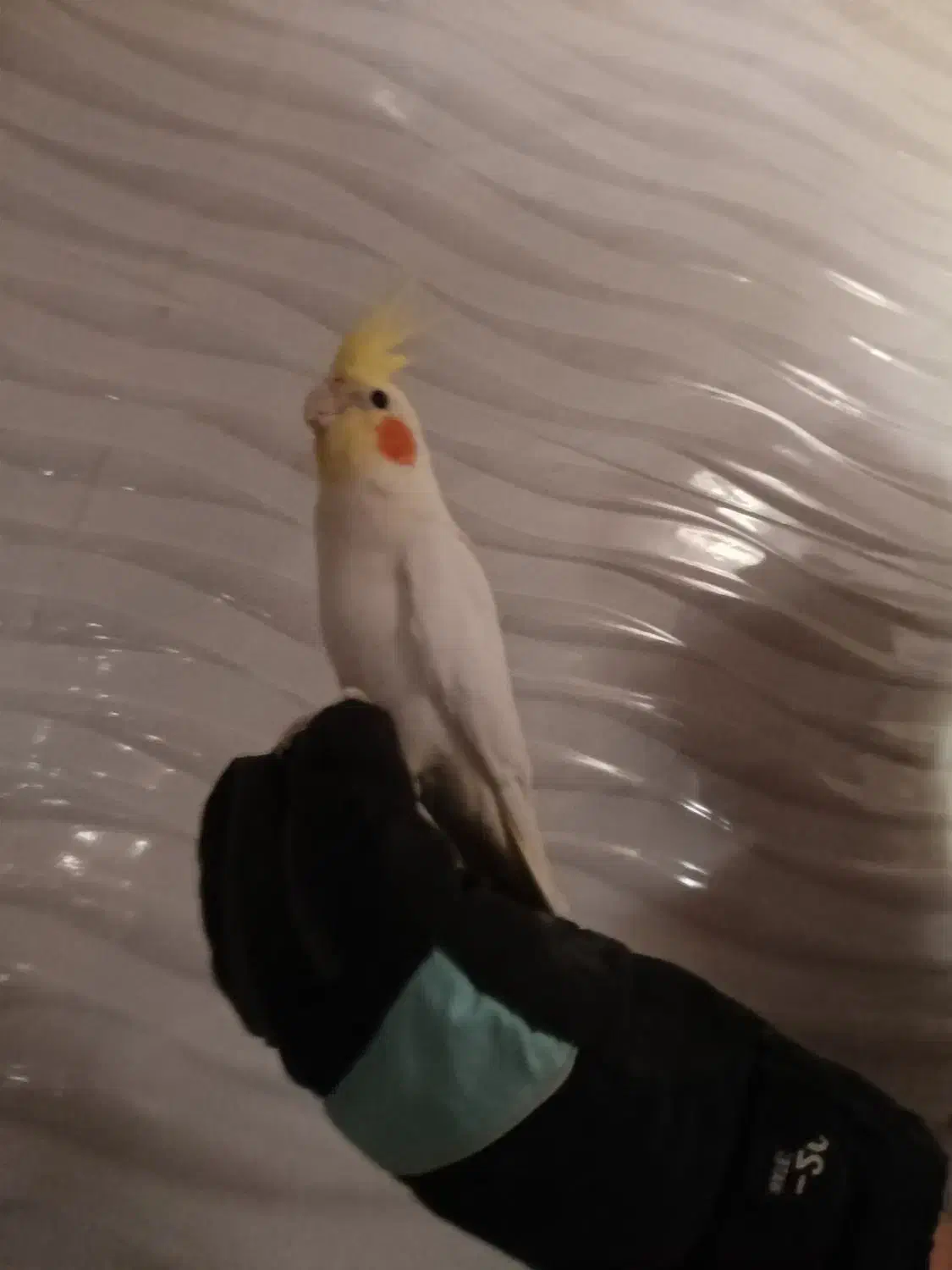 یک عدد عروس هلندی لوتینو ماده|پرنده|قزوین, |دیوار