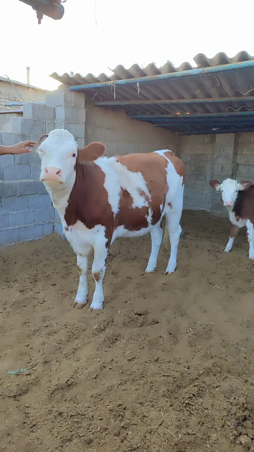 گاو|حیوانات مزرعه|شیراز, بید زرد|دیوار