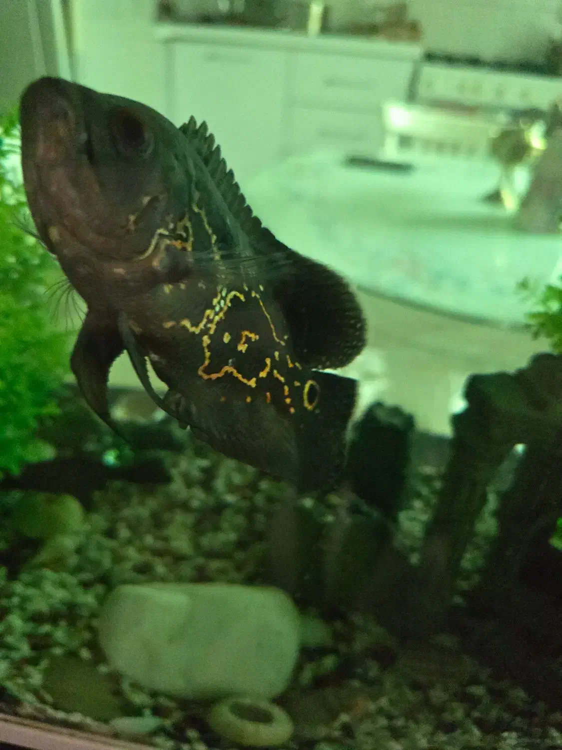 ماهی اسکار|ماهی|پردیس, فاز ۱|دیوار