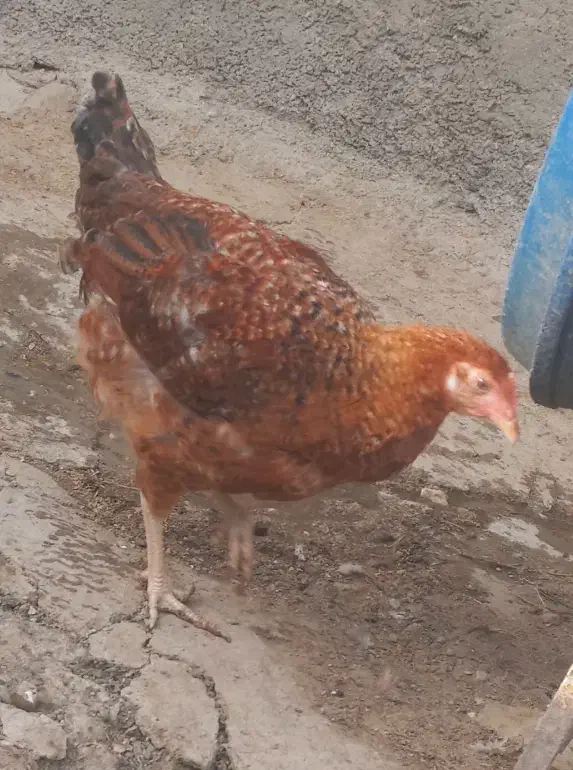 فروش دو تا مرغ  جوون ۴ و ۵ ماهه  صحیح سالم|پرنده|فیروزکوه, |دیوار