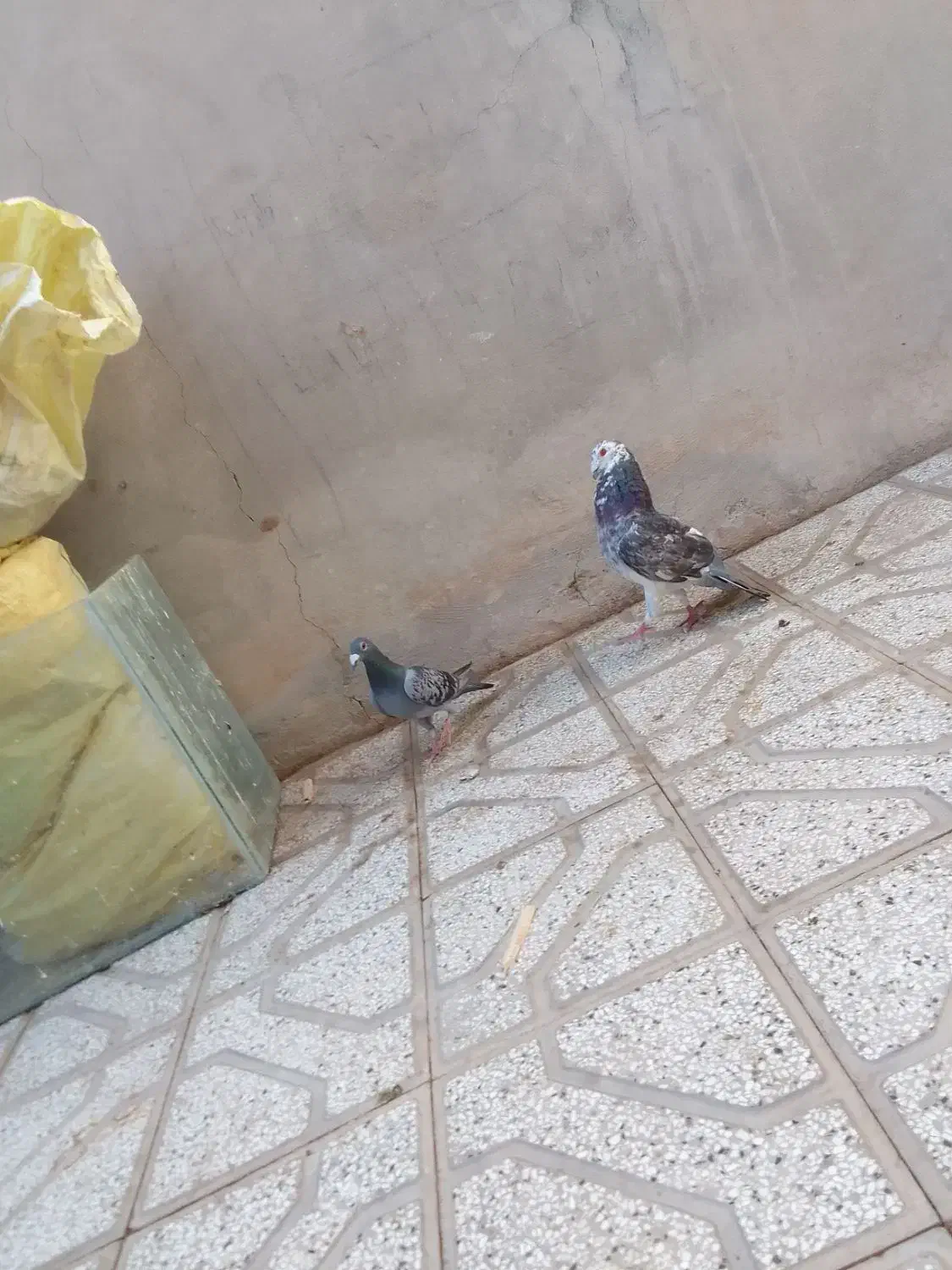 کفتر جنگنده|پرنده|فردوس (خراسان), |دیوار