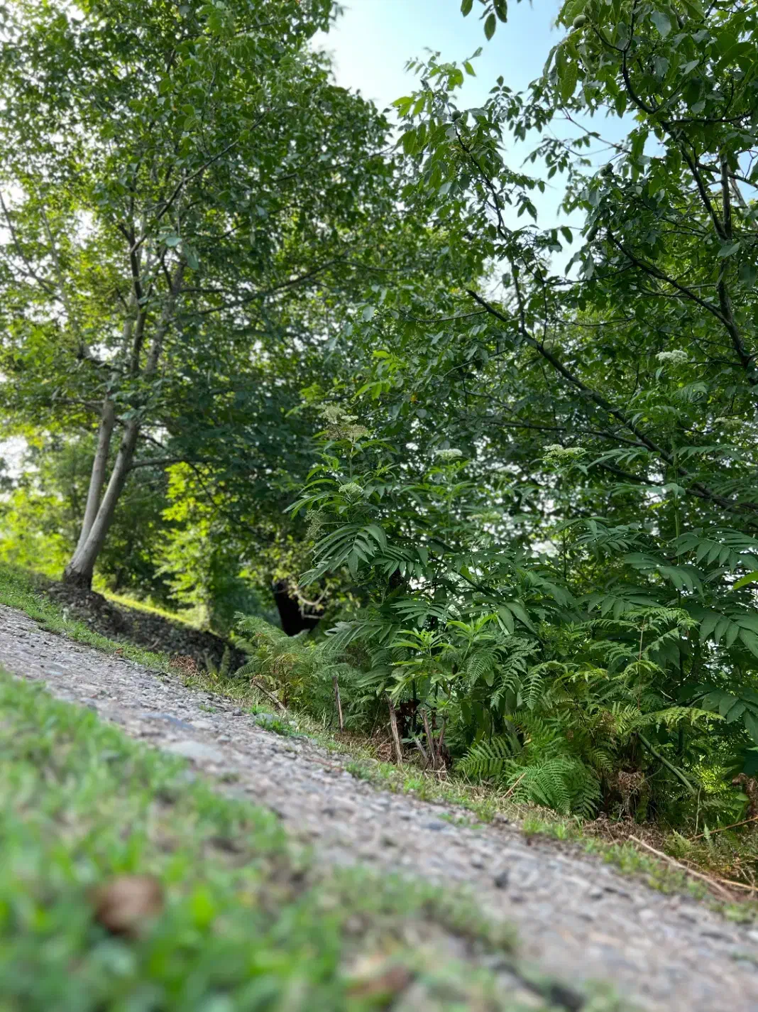 زمین اسکولک|فروش زمین و ملک کلنگی|رستمآباد, |دیوار