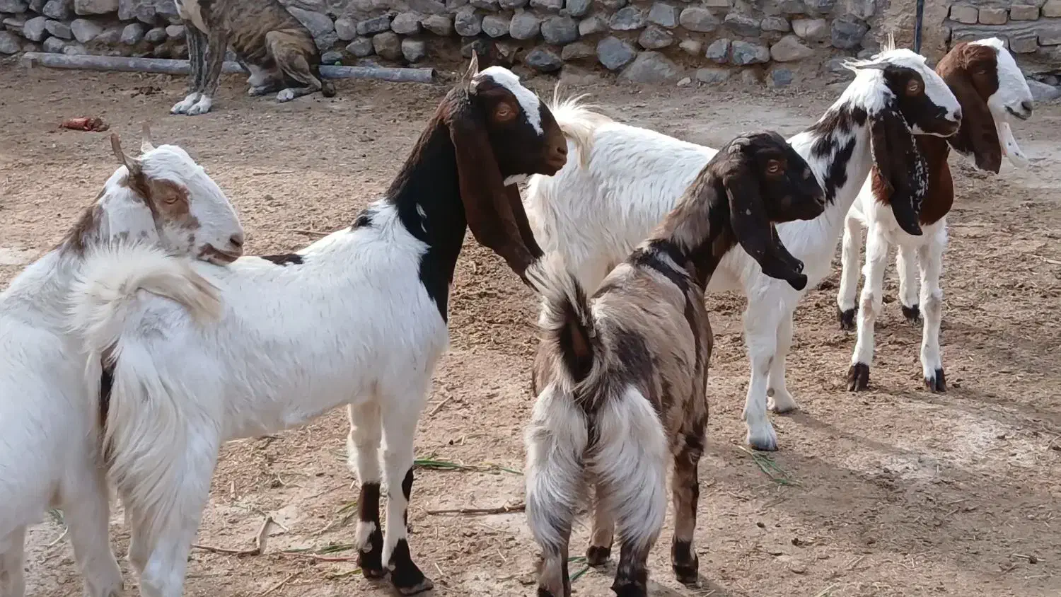 بزغاله ماده پاکستانی|حیوانات مزرعه|کاشمر, |دیوار