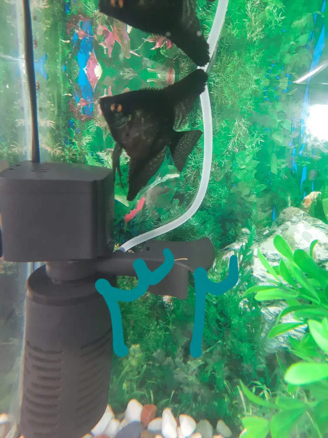 ماهی آکواریومی گیاه خوار ارزان ترازهمه جا|ماهی|فردیس, فردیس|دیوار