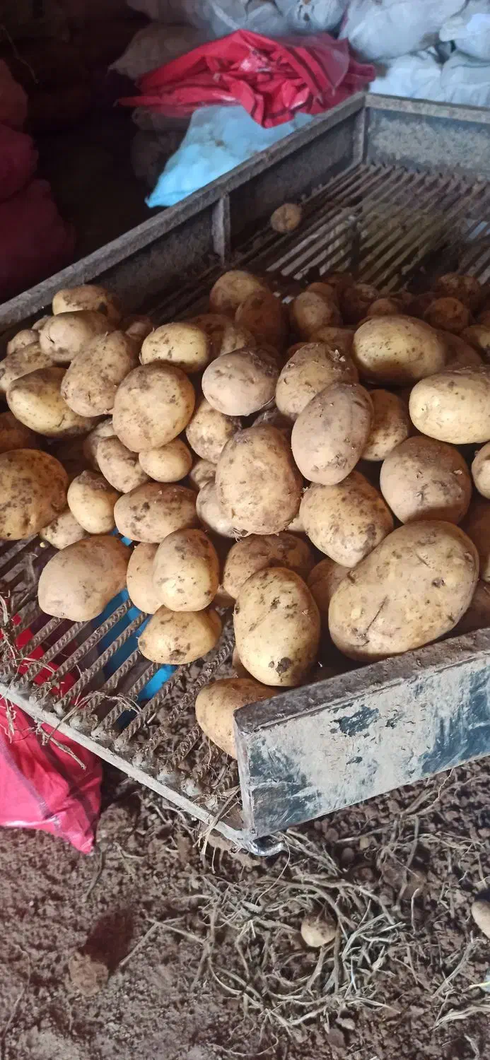 فروش همه نوع ارقام سیب زمینی|عمده‌فروشی|سردرود, |دیوار