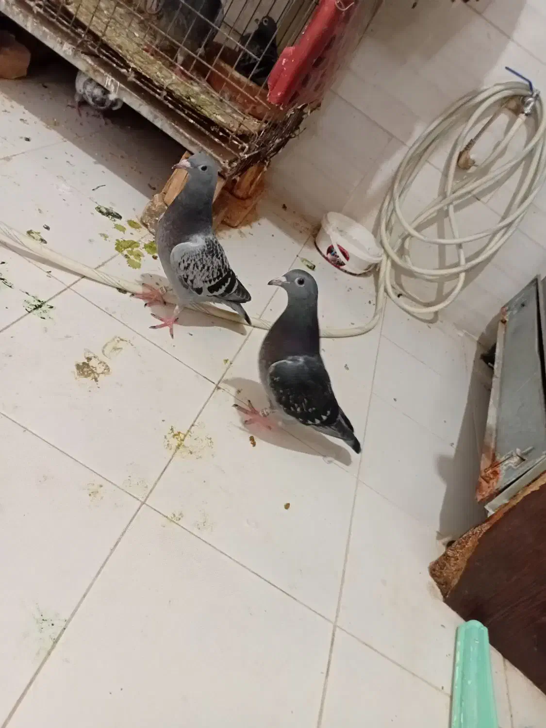 جوجه هیچ پر|پرنده|اهواز, طالقانی|دیوار