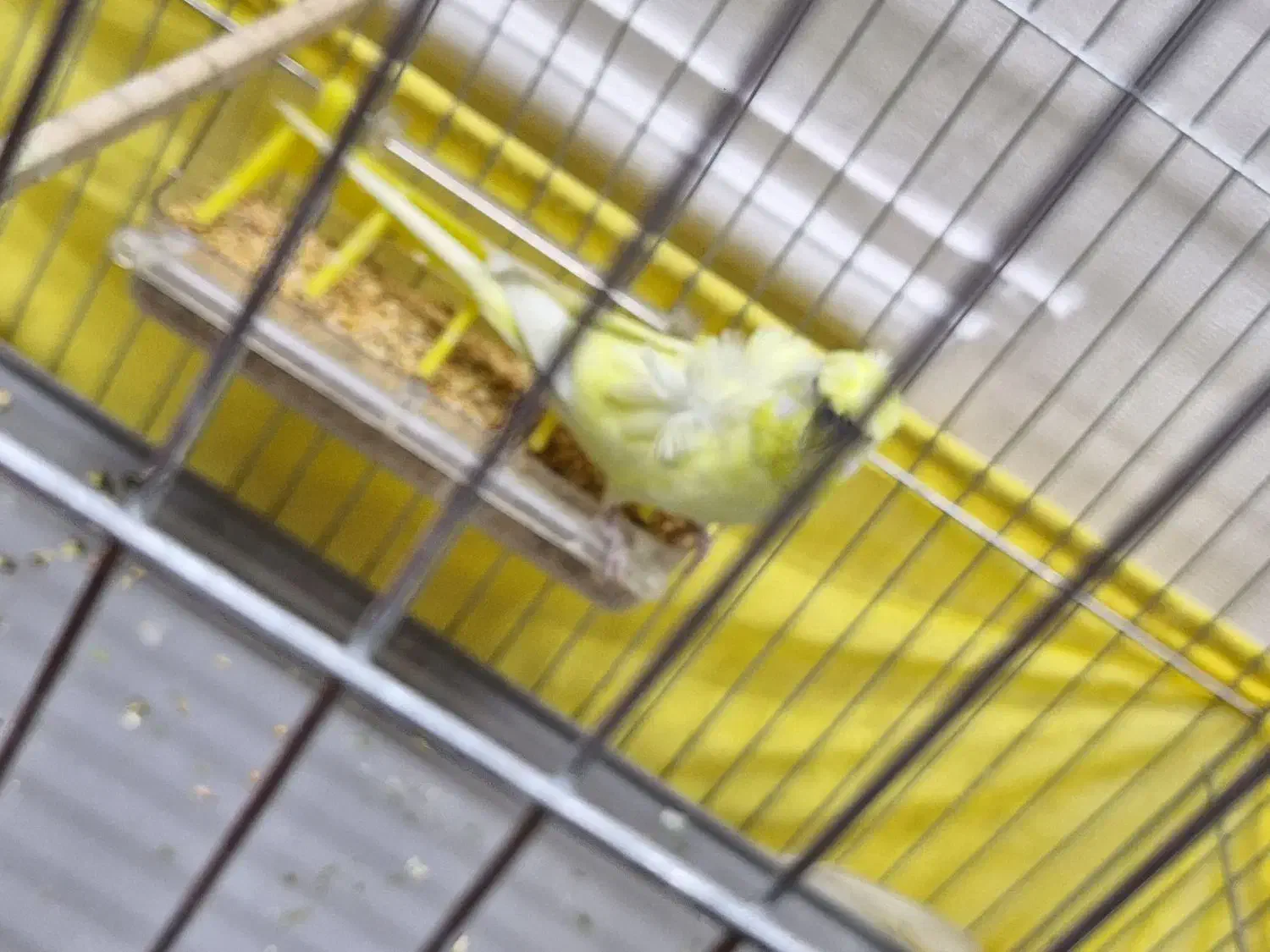 مرغ عشق  پروانه ای نر|پرنده|رباط‌کریم, رباط‌کریم|دیوار