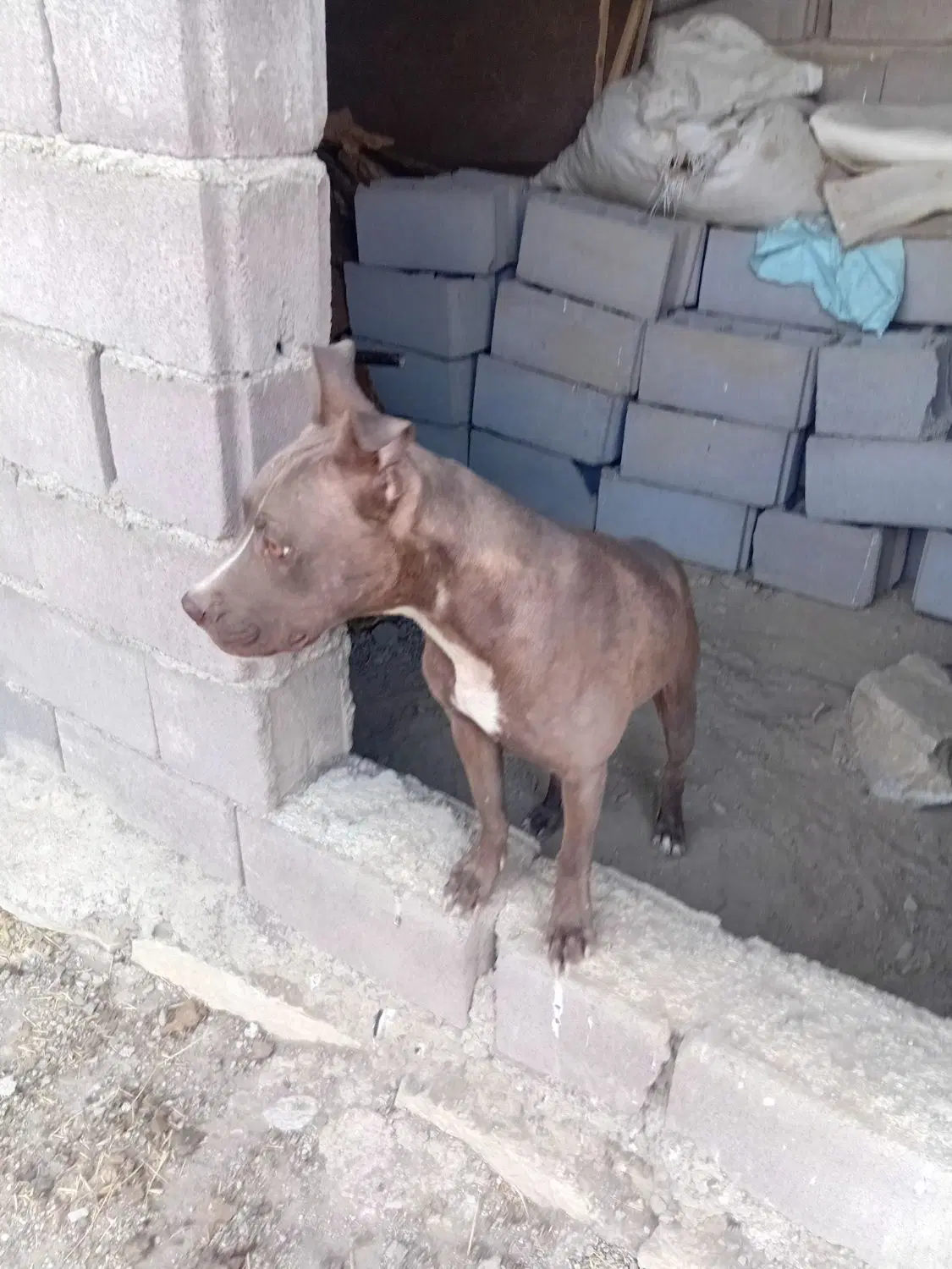 سگ ماده|سگ|همدان, |دیوار