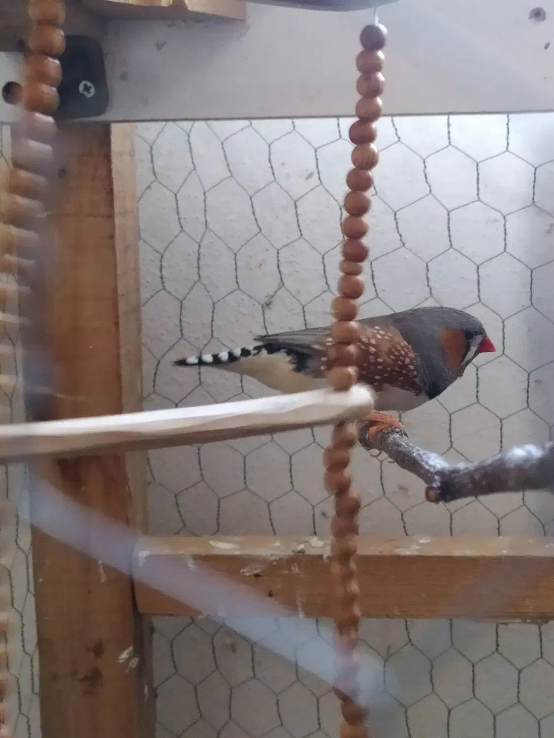 فنچ کینگ|پرنده|لنگرود, |دیوار