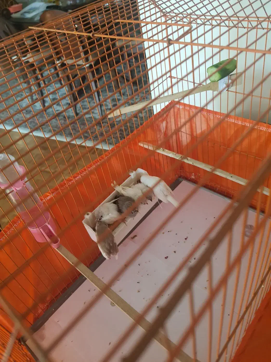 فنچ|پرنده|تهران, آسمان|دیوار