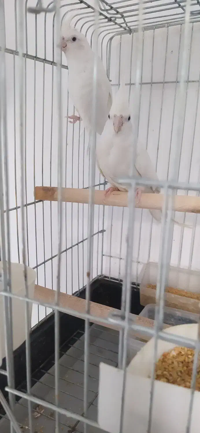 عروس هلندی مولد آلبینو چشم شرابی اصیل|پرنده|اقلید, |دیوار