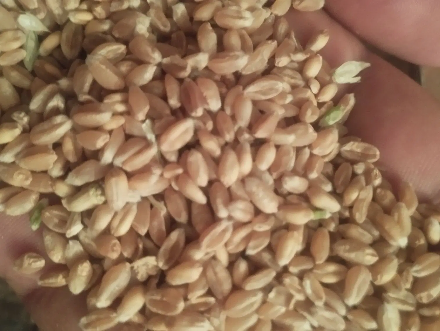 گندم|خوردنی و آشامیدنی|جیرفت, |دیوار