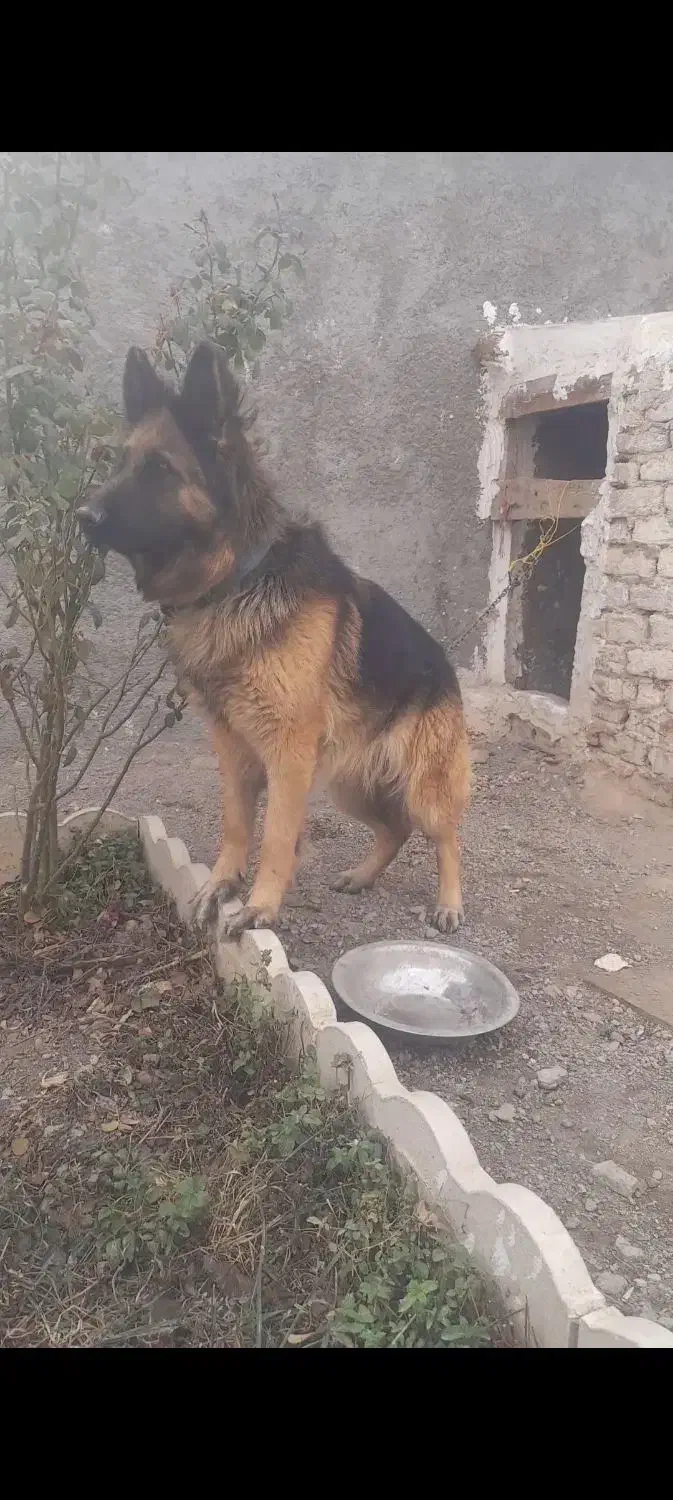 ژرمن ماده|سگ|کبودرآهنگ, |دیوار