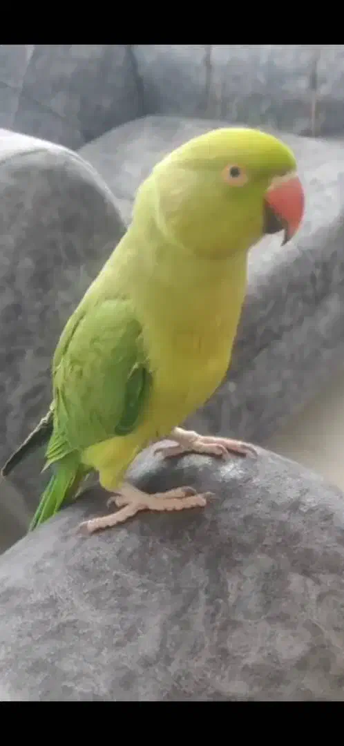 طوطی ملنگو سبز گمشده|پرنده|صدرا-فارس, فاز ۱|دیوار